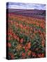 Orange and Purple Tulips, Skagit Valley, Washington, USA-Charles Crust-Stretched Canvas