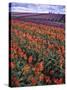Orange and Purple Tulips, Skagit Valley, Washington, USA-Charles Crust-Stretched Canvas