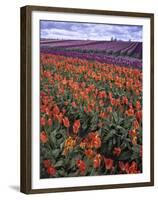 Orange and Purple Tulips, Skagit Valley, Washington, USA-Charles Crust-Framed Premium Photographic Print