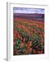 Orange and Purple Tulips, Skagit Valley, Washington, USA-Charles Crust-Framed Premium Photographic Print