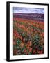 Orange and Purple Tulips, Skagit Valley, Washington, USA-Charles Crust-Framed Premium Photographic Print