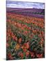 Orange and Purple Tulips, Skagit Valley, Washington, USA-Charles Crust-Mounted Premium Photographic Print