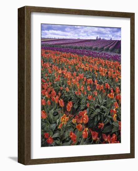 Orange and Purple Tulips, Skagit Valley, Washington, USA-Charles Crust-Framed Photographic Print