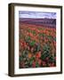 Orange and Purple Tulips, Skagit Valley, Washington, USA-Charles Crust-Framed Photographic Print