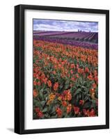 Orange and Purple Tulips, Skagit Valley, Washington, USA-Charles Crust-Framed Photographic Print