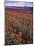 Orange and Purple Tulips, Skagit Valley, Washington, USA-Charles Crust-Mounted Photographic Print
