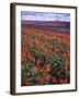 Orange and Purple Tulips, Skagit Valley, Washington, USA-Charles Crust-Framed Photographic Print