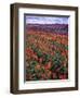 Orange and Purple Tulips, Skagit Valley, Washington, USA-Charles Crust-Framed Photographic Print