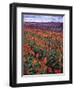 Orange and Purple Tulips, Skagit Valley, Washington, USA-Charles Crust-Framed Photographic Print