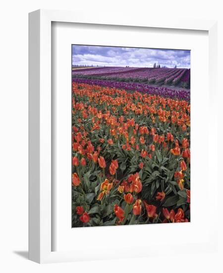 Orange and Purple Tulips, Skagit Valley, Washington, USA-Charles Crust-Framed Photographic Print