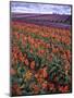 Orange and Purple Tulips, Skagit Valley, Washington, USA-Charles Crust-Mounted Photographic Print