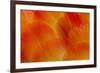 Orange and Red Breast Feathers of the Camelot Macaw-Darrell Gulin-Framed Photographic Print