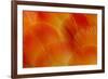 Orange and Red Breast Feathers of the Camelot Macaw-Darrell Gulin-Framed Photographic Print