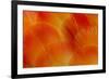 Orange and Red Breast Feathers of the Camelot Macaw-Darrell Gulin-Framed Photographic Print