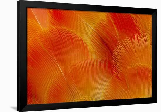 Orange and Red Breast Feathers of the Camelot Macaw-Darrell Gulin-Framed Photographic Print