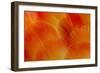 Orange and Red Breast Feathers of the Camelot Macaw-Darrell Gulin-Framed Photographic Print