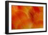 Orange and Red Breast Feathers of the Camelot Macaw-Darrell Gulin-Framed Photographic Print