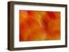 Orange and Red Breast Feathers of the Camelot Macaw-Darrell Gulin-Framed Photographic Print