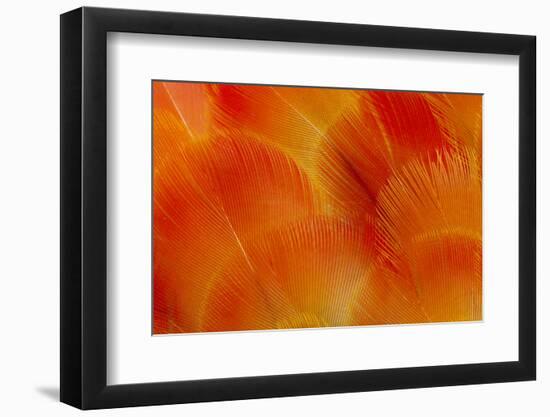 Orange and Red Breast Feathers of the Camelot Macaw-Darrell Gulin-Framed Photographic Print