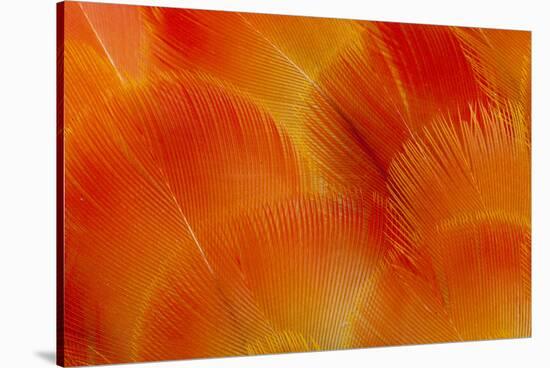 Orange and Red Breast Feathers of the Camelot Macaw-Darrell Gulin-Stretched Canvas