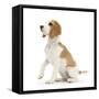 Orange-And-White Beagle Pup, Sitting Portrait-Mark Taylor-Framed Stretched Canvas