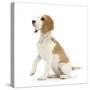 Orange-And-White Beagle Pup, Sitting Portrait-Mark Taylor-Stretched Canvas
