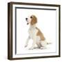 Orange-And-White Beagle Pup, Sitting Portrait-Mark Taylor-Framed Photographic Print