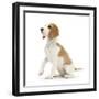 Orange-And-White Beagle Pup, Sitting Portrait-Mark Taylor-Framed Photographic Print