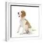 Orange-And-White Beagle Pup, Sitting Portrait-Mark Taylor-Framed Photographic Print