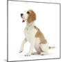 Orange-And-White Beagle Pup, Sitting Portrait-Mark Taylor-Mounted Photographic Print