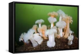 Orange and White Plumose Anemones (Metridium Senile) with Moon Jellyfish (Aurilia) Loch Long, UK-Alex Mustard-Framed Stretched Canvas