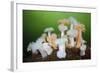 Orange and White Plumose Anemones (Metridium Senile) with Moon Jellyfish (Aurilia) Loch Long, UK-Alex Mustard-Framed Photographic Print