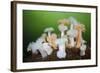 Orange and White Plumose Anemones (Metridium Senile) with Moon Jellyfish (Aurilia) Loch Long, UK-Alex Mustard-Framed Photographic Print