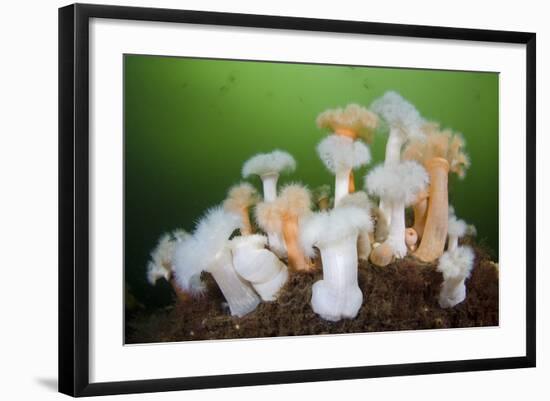 Orange and White Plumose Anemones (Metridium Senile) with Moon Jellyfish (Aurilia) Loch Long, UK-Alex Mustard-Framed Photographic Print