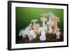 Orange and White Plumose Anemones (Metridium Senile) with Moon Jellyfish (Aurilia) Loch Long, UK-Alex Mustard-Framed Photographic Print