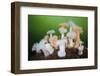 Orange and White Plumose Anemones (Metridium Senile) with Moon Jellyfish (Aurilia) Loch Long, UK-Alex Mustard-Framed Photographic Print