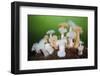 Orange and White Plumose Anemones (Metridium Senile) with Moon Jellyfish (Aurilia) Loch Long, UK-Alex Mustard-Framed Photographic Print