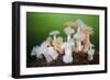 Orange and White Plumose Anemones (Metridium Senile) with Moon Jellyfish (Aurilia) Loch Long, UK-Alex Mustard-Framed Photographic Print