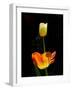 Orange And White Tulips-Charles Bowman-Framed Photographic Print