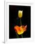 Orange And White Tulips-Charles Bowman-Framed Photographic Print