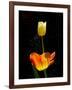 Orange And White Tulips-Charles Bowman-Framed Photographic Print