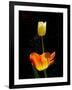 Orange And White Tulips-Charles Bowman-Framed Photographic Print