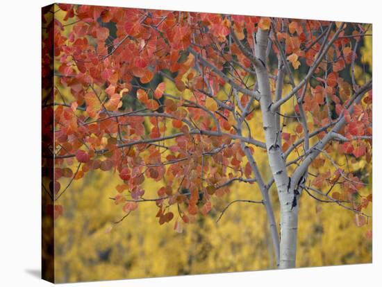 Orange and Yellow Aspen Leaves, White River National Forest, Colorado, United States of America-James Hager-Stretched Canvas