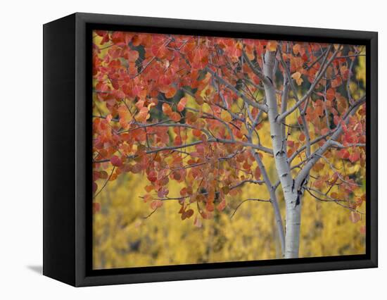 Orange and Yellow Aspen Leaves, White River National Forest, Colorado, United States of America-James Hager-Framed Stretched Canvas