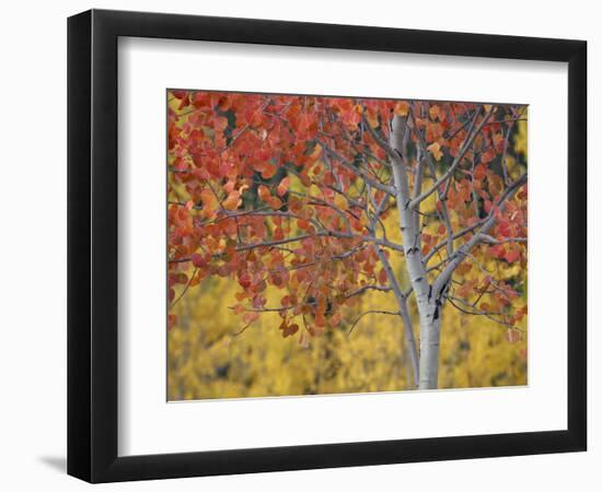 Orange and Yellow Aspen Leaves, White River National Forest, Colorado, United States of America-James Hager-Framed Photographic Print