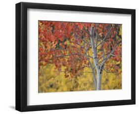 Orange and Yellow Aspen Leaves, White River National Forest, Colorado, United States of America-James Hager-Framed Photographic Print