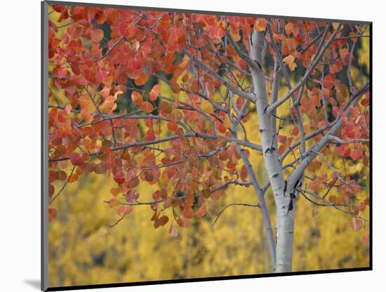 Orange and Yellow Aspen Leaves, White River National Forest, Colorado, United States of America-James Hager-Mounted Photographic Print