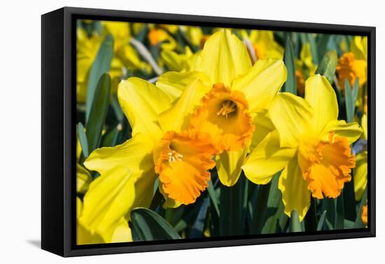 Orange and Yellow Daffodils in Spring-Colette2-Framed Stretched Canvas
