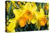 Orange and Yellow Daffodils in Spring-Colette2-Stretched Canvas