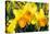 Orange and Yellow Daffodils in Spring-Colette2-Stretched Canvas